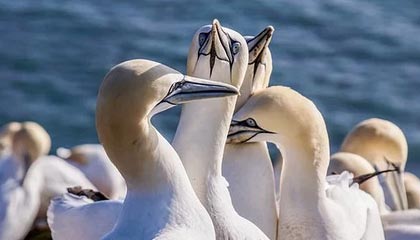 步行者赛后有人开麦，内斗传闻直指队医：队友反应让人心凉，开云app赛况